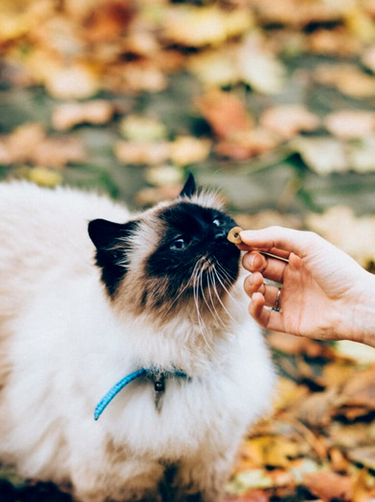 picky cat gets treat