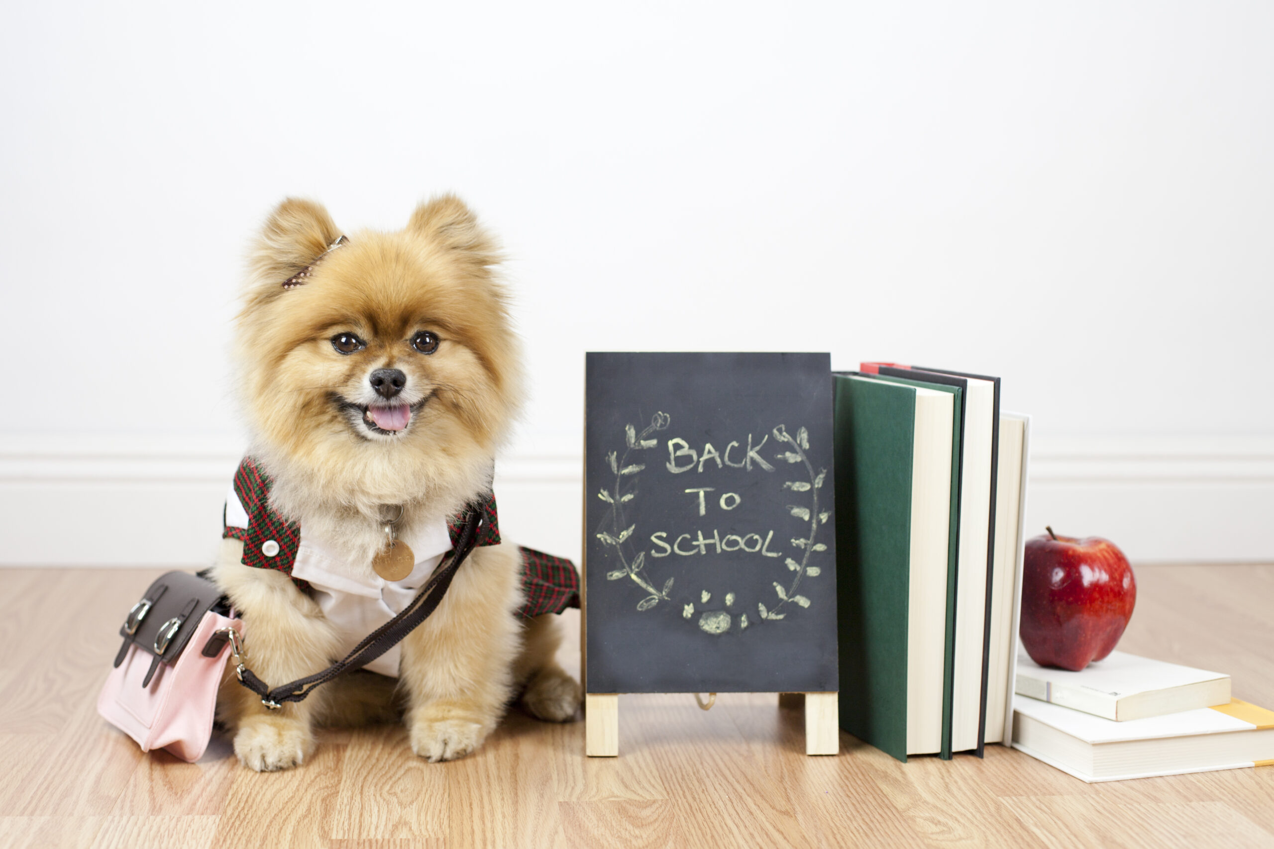 How to Keep Your Dog Busy When the Kids Go Back to School