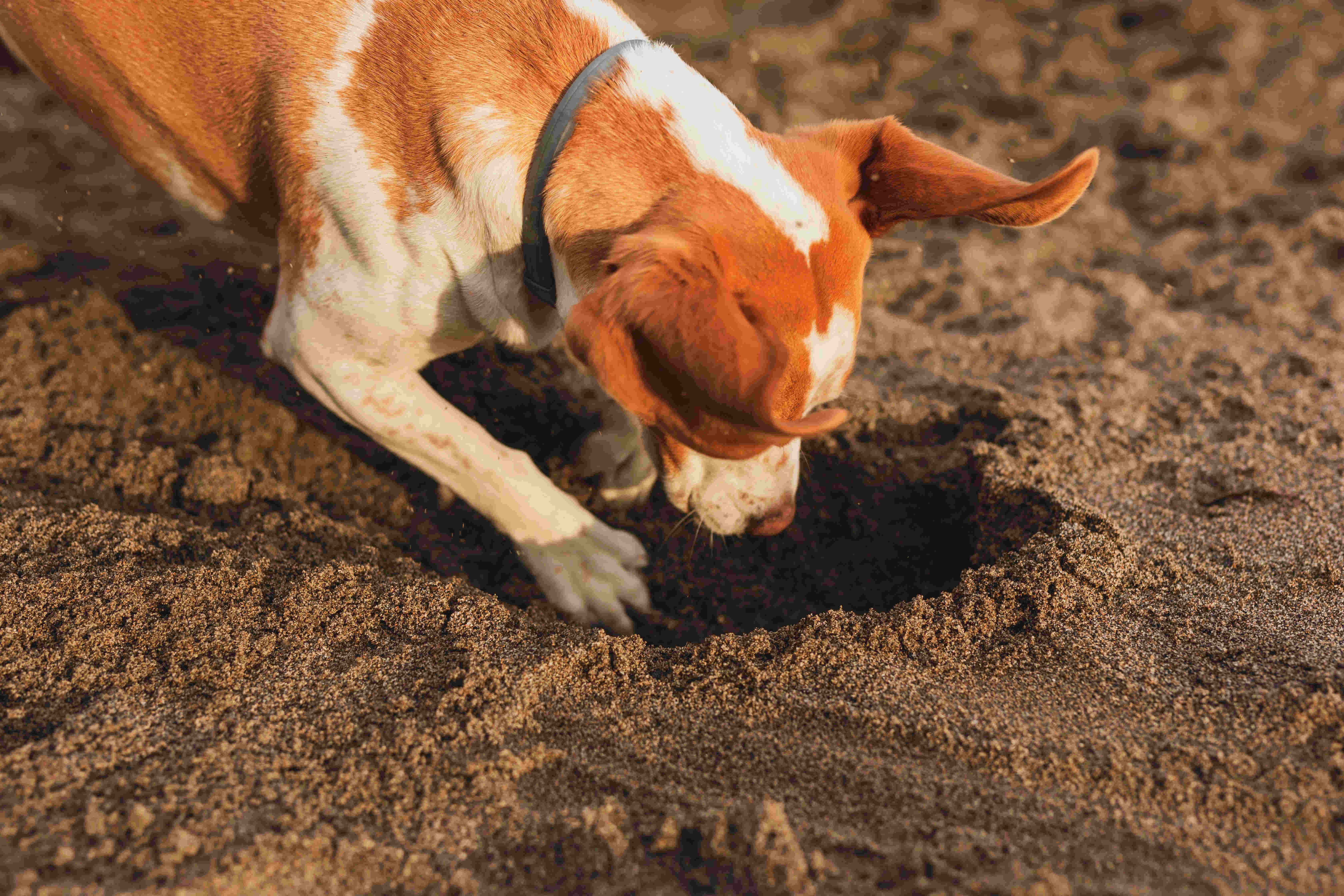 What is causing your dog to dig and how to stop it