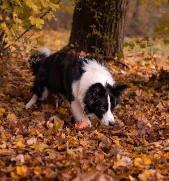 what is causing your dog to dig