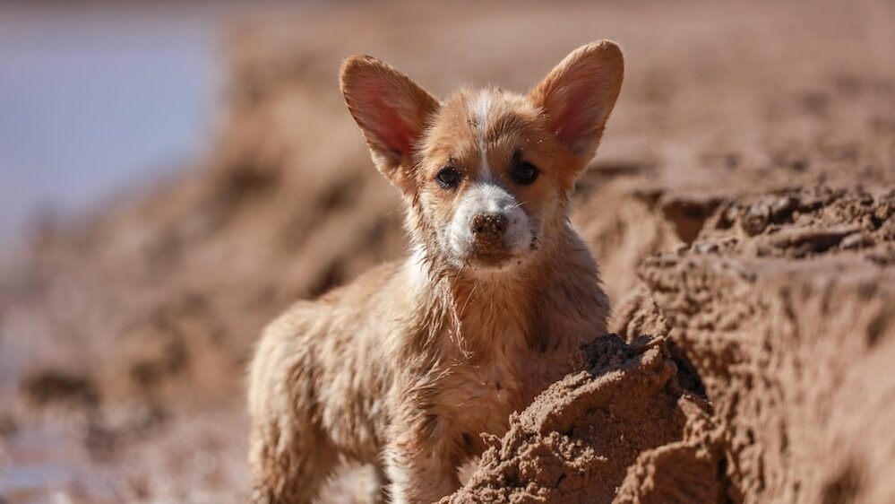 What is causing your dog to dig