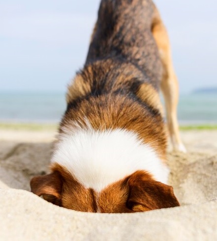 what is causing your dog to dig - the savvy sitter
