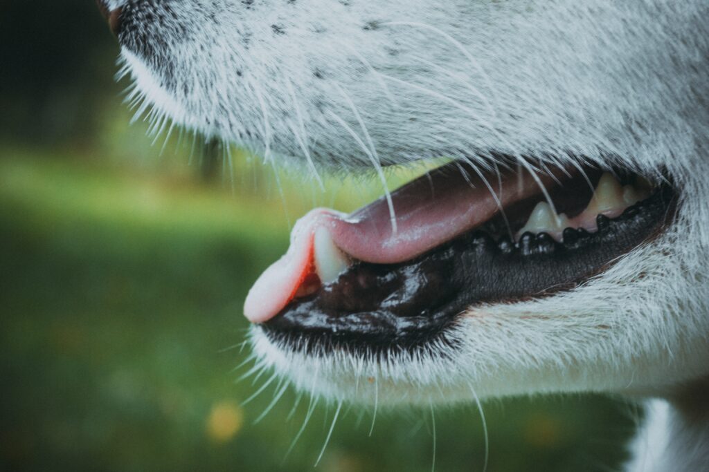 pet's oral health - clean teeth