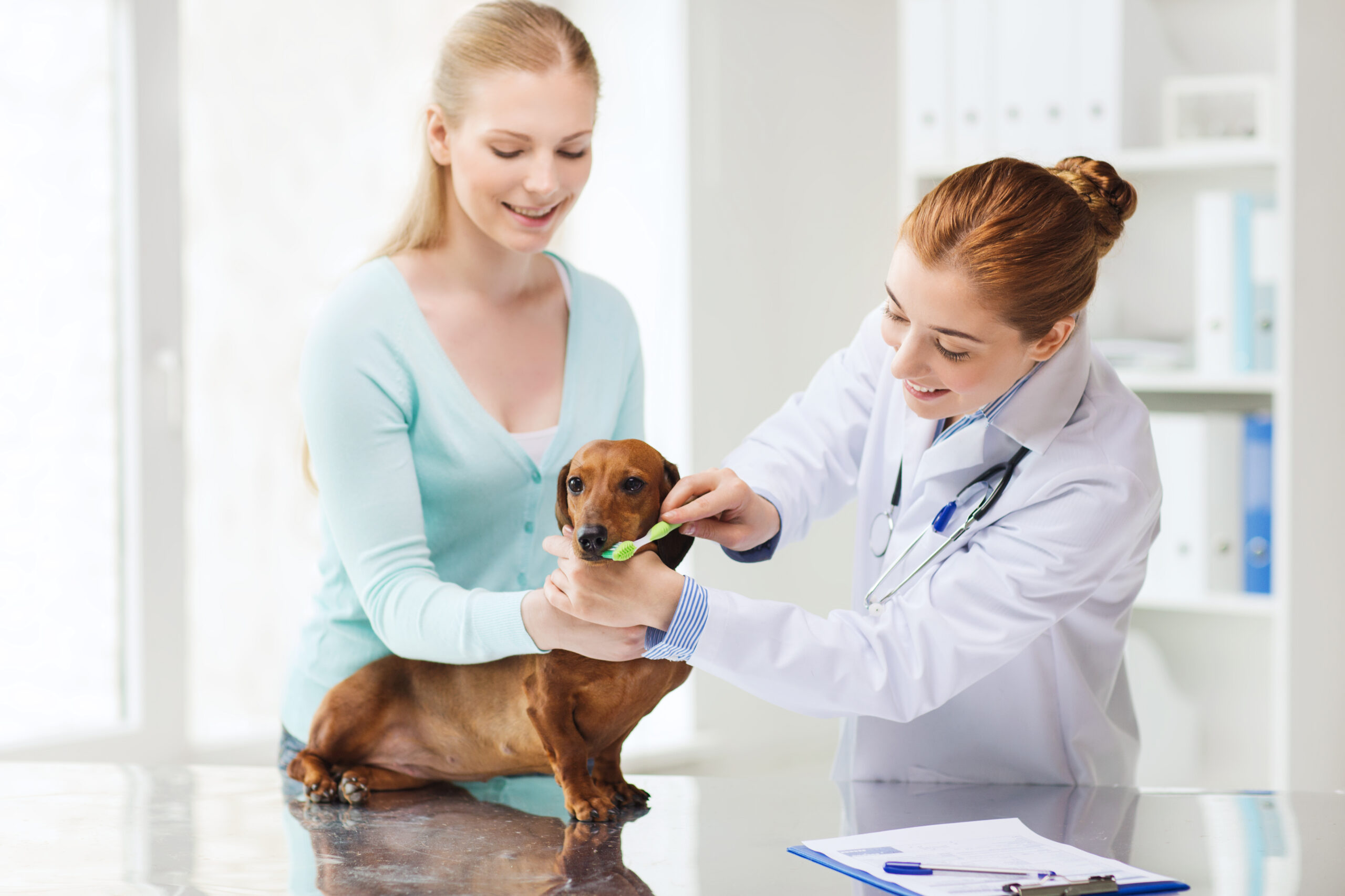 pet's oral health - cat at vet