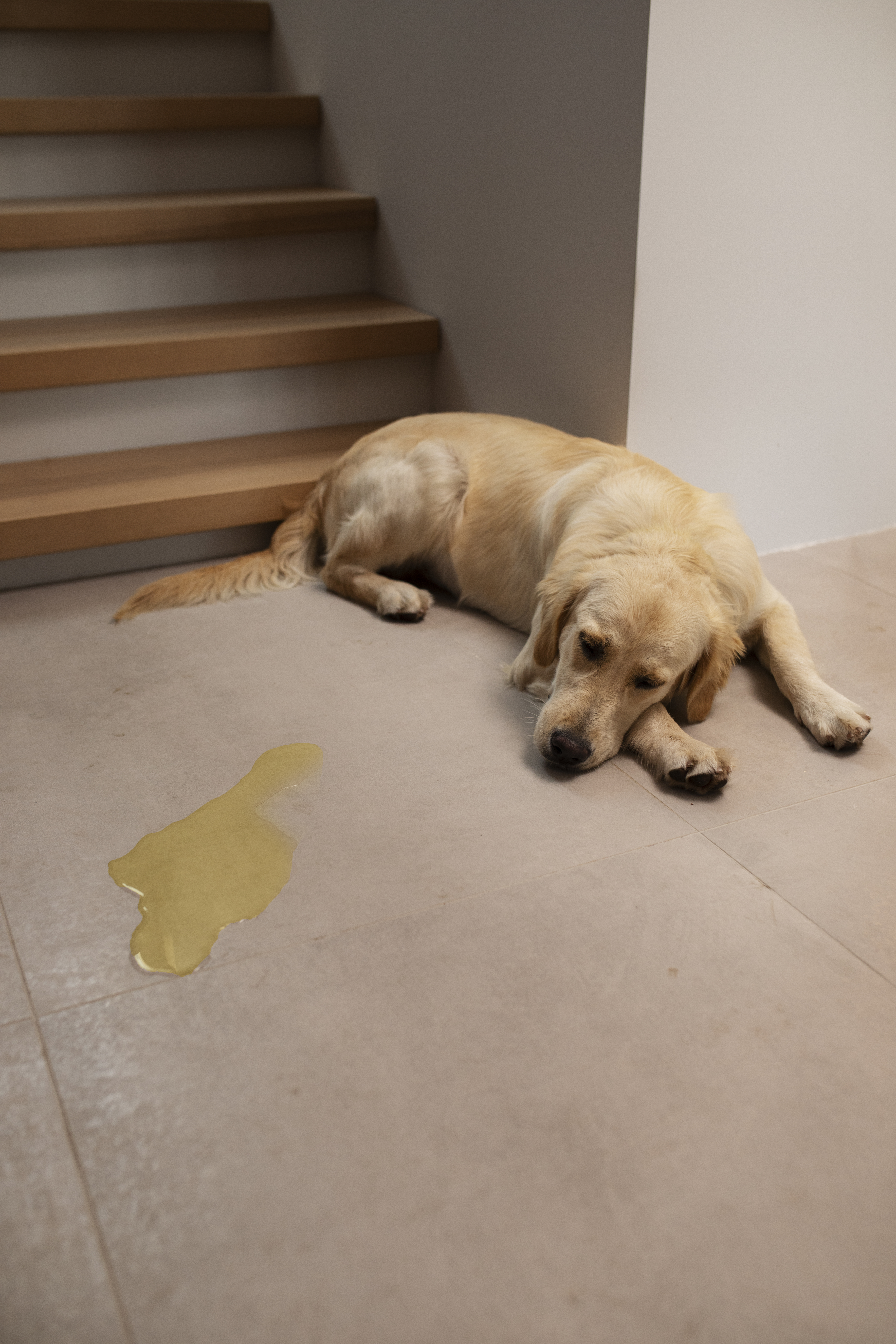 Pets urinating in the home - labrador