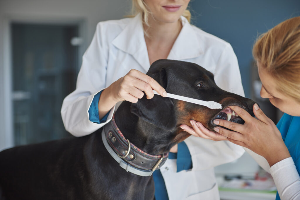 pet's oral health - dog brushing teeth