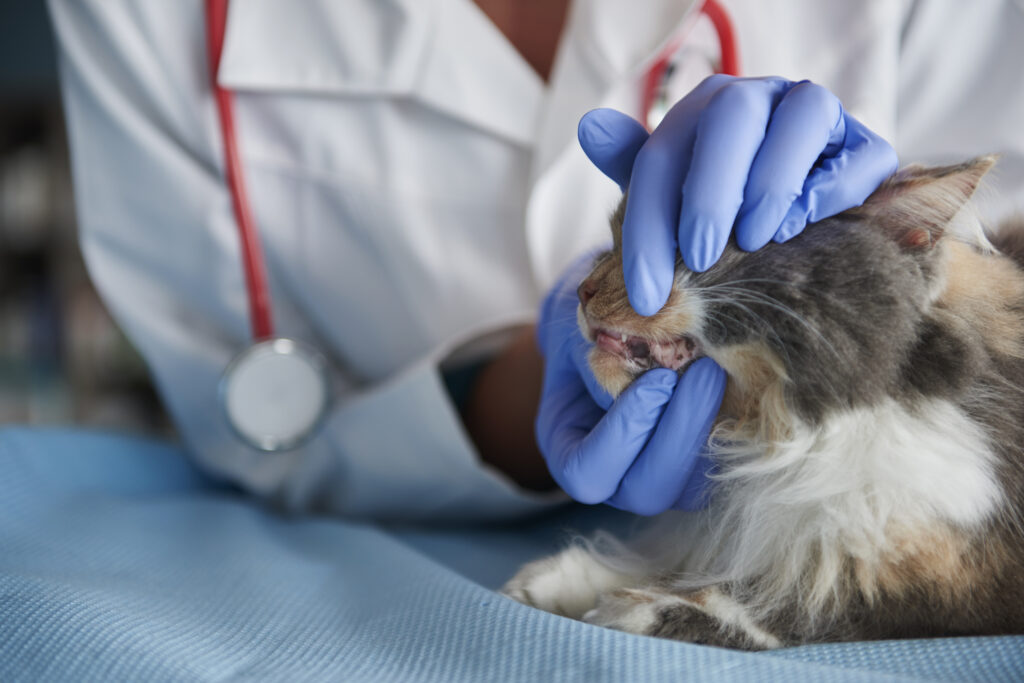 pet's oral healt - cat at vet getting teeth checked