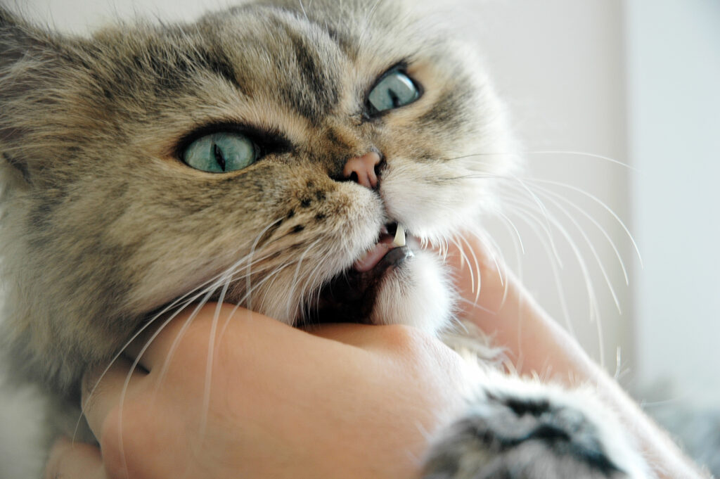 pet's oral health -cat getting teeth checked
