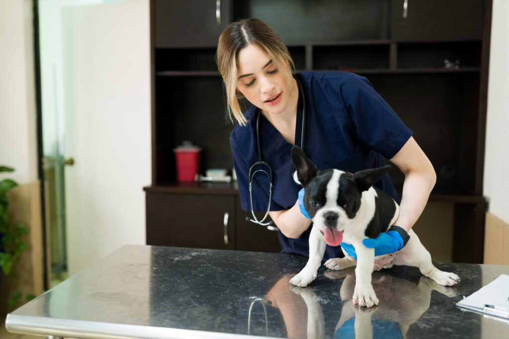 Fear Free Professionals - dog at vet