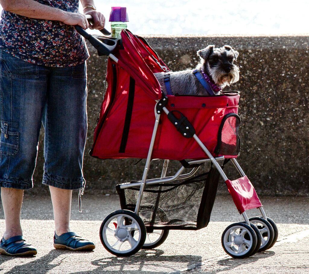 Quiet Activities for Pets After Surgery - pet in stroller