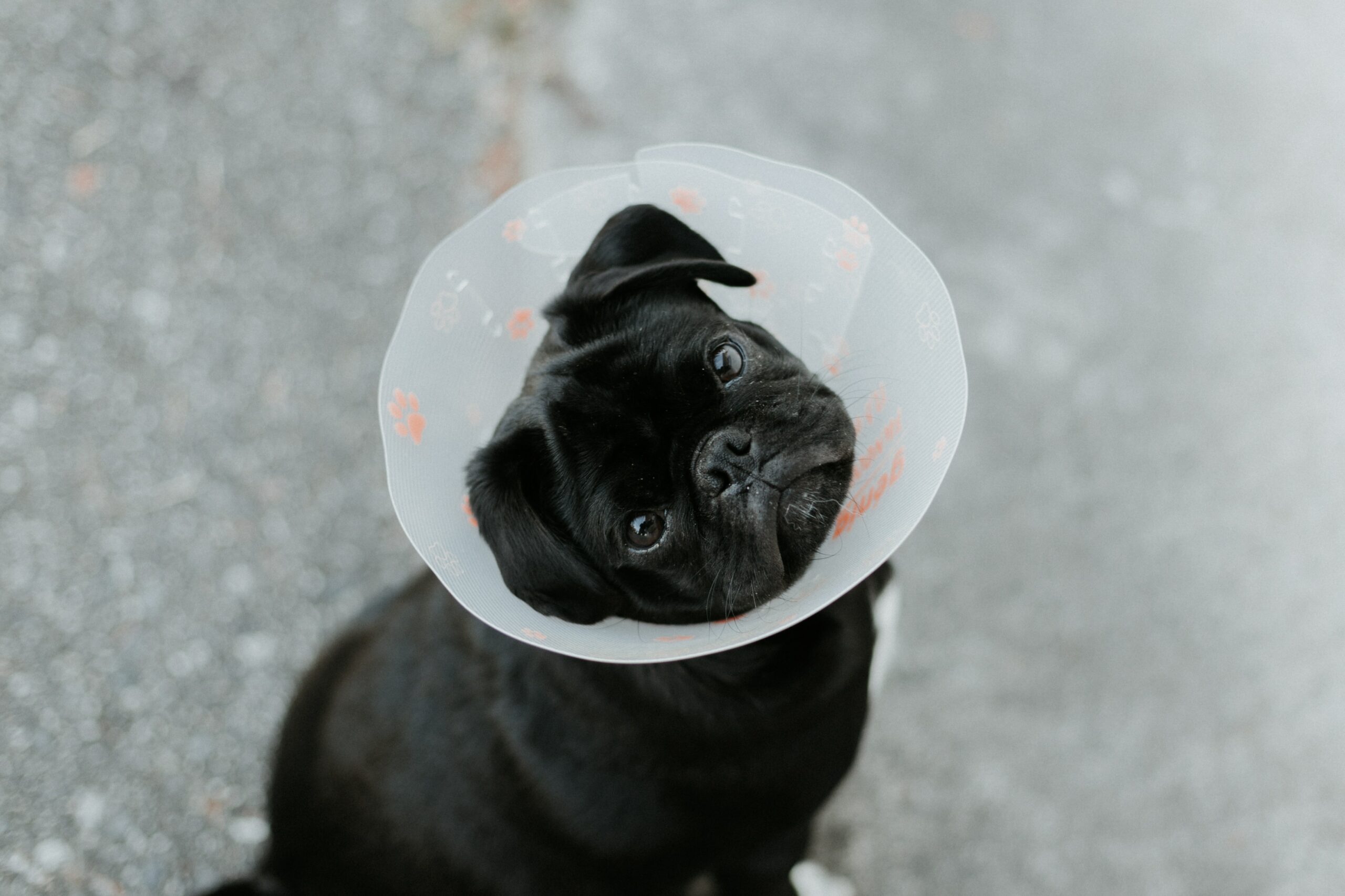 Quiet Activities for Pets After Surgery