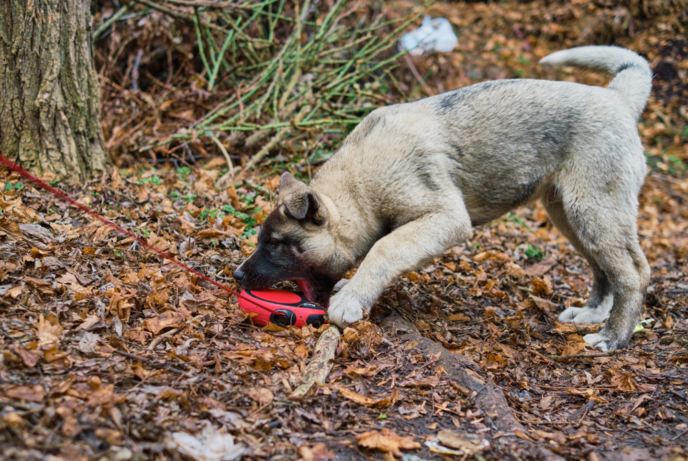 why are retractable leashes bad for dogs