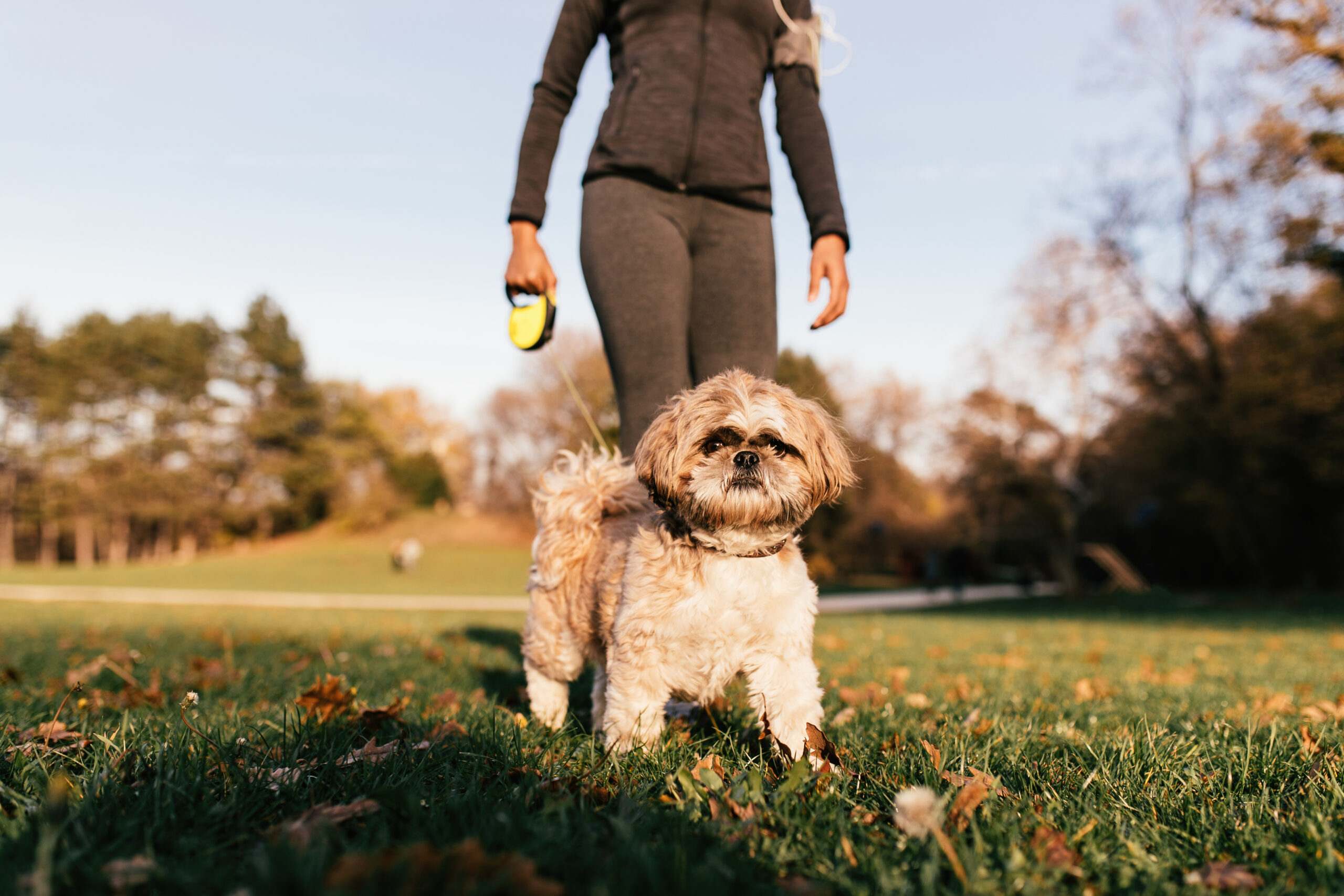 are flex leashes bad for little dogs