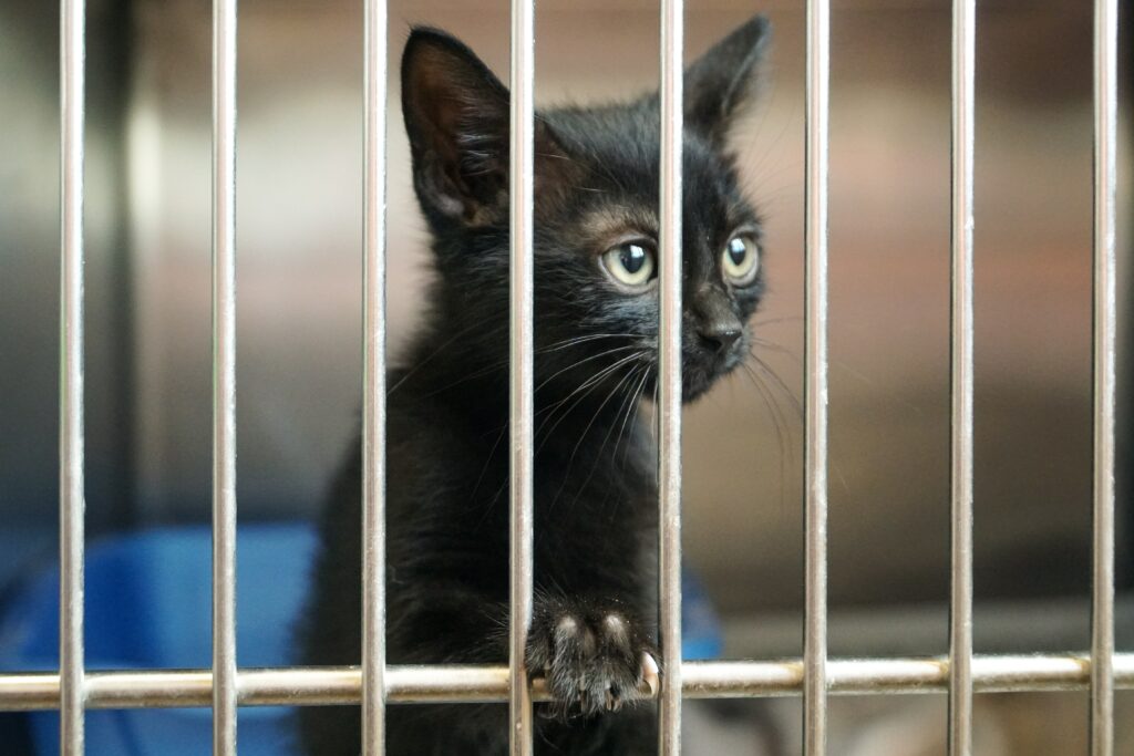 Cat in crate - Quiet Activities for Pets After Surgery 