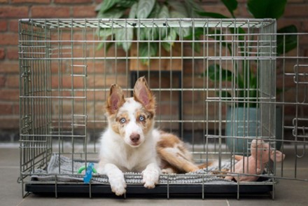 What Toys Can I Leave In My Puppy's Crate? - The Savvy Sitter