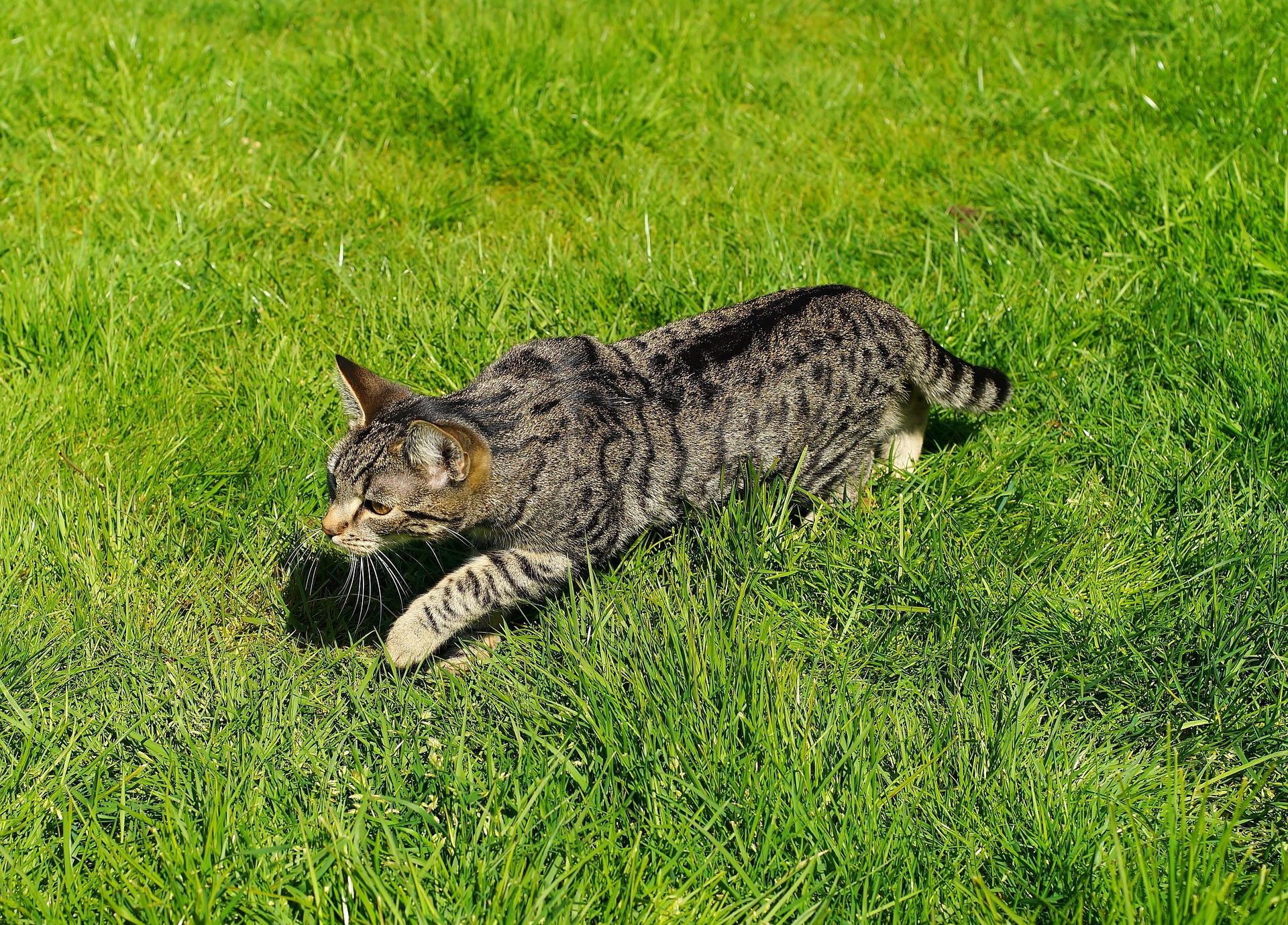 Enrich Your Cat’s Inner Hunter