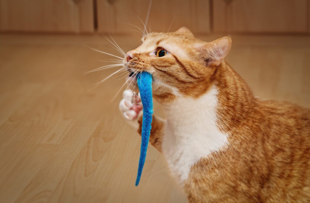 Cat playing - Enrich Your Cat’s Inner Hunter