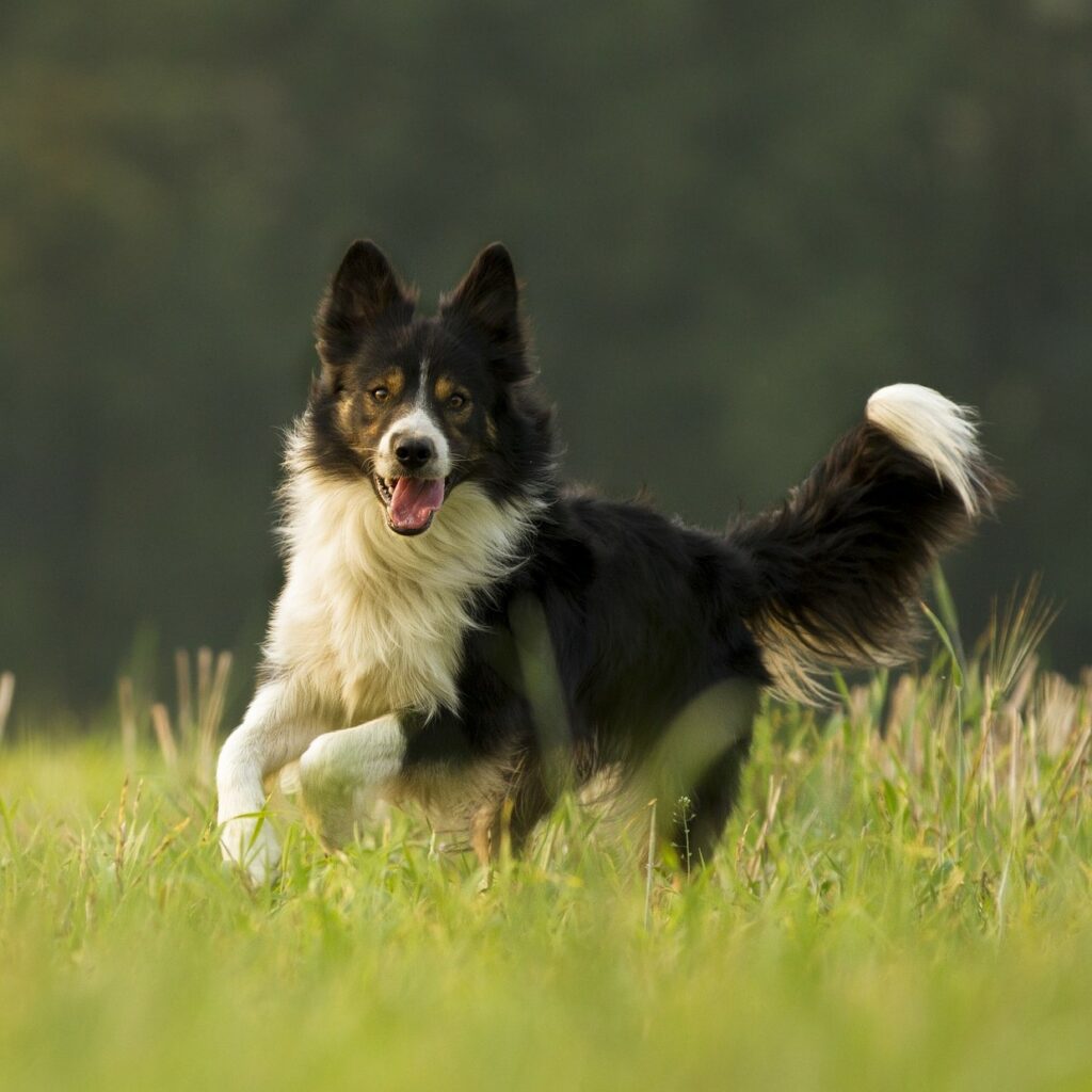 herding dog - What Games Are Best for Your Dog?