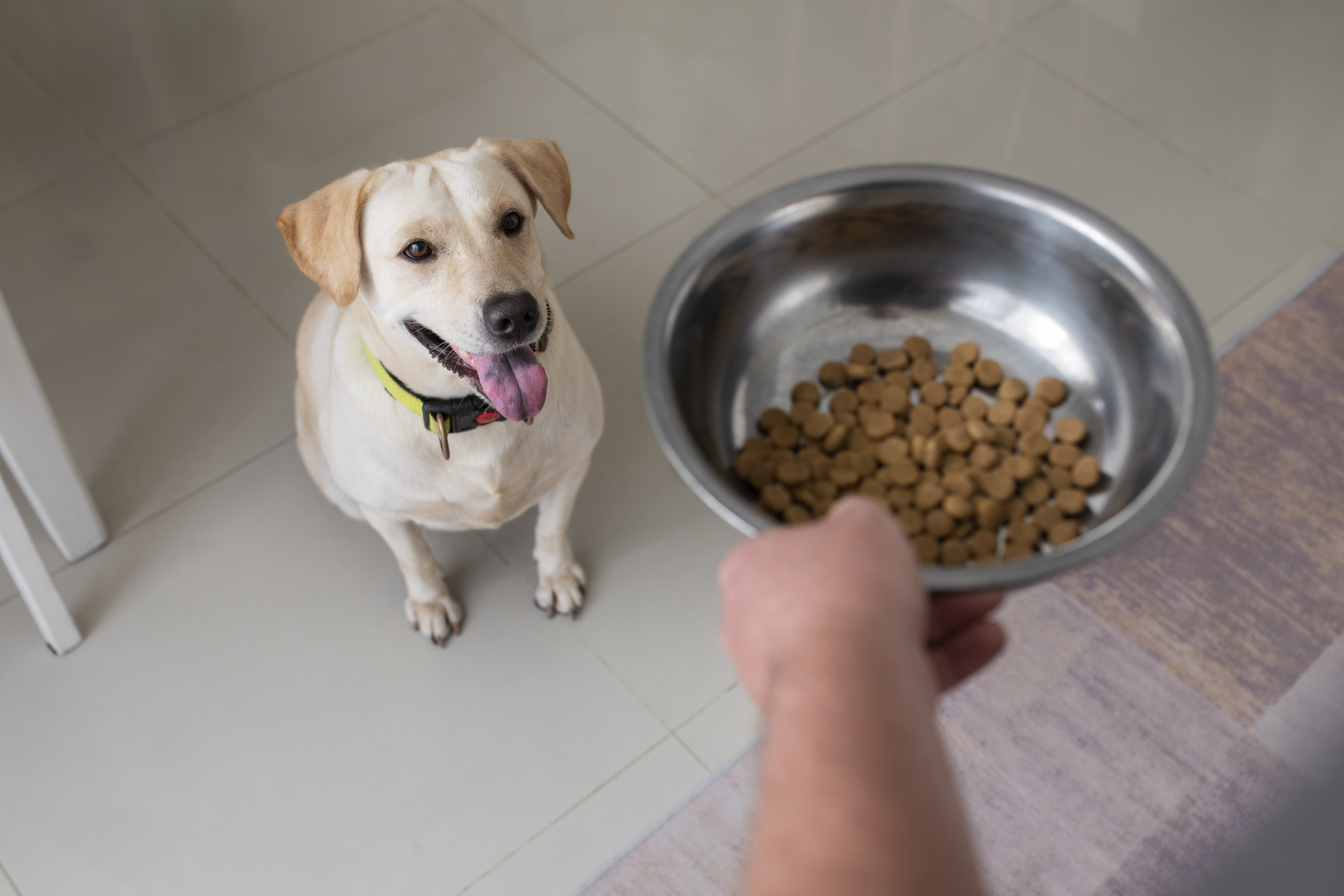 How Much To Feed My Dog