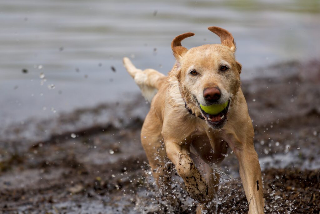 Labrador playing - What Games Are Best for Your Dog?