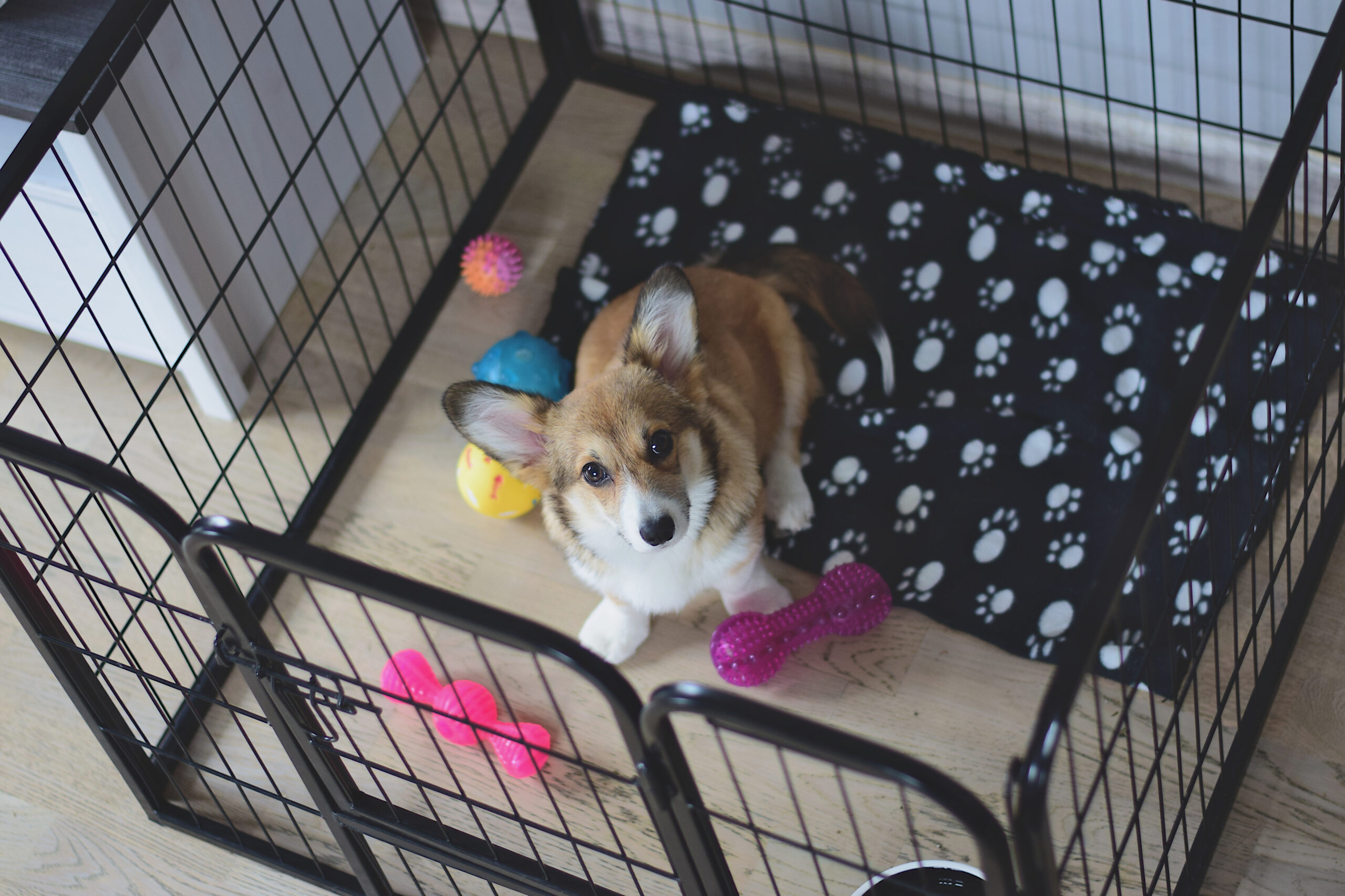 Where to keep shop puppy crate at night