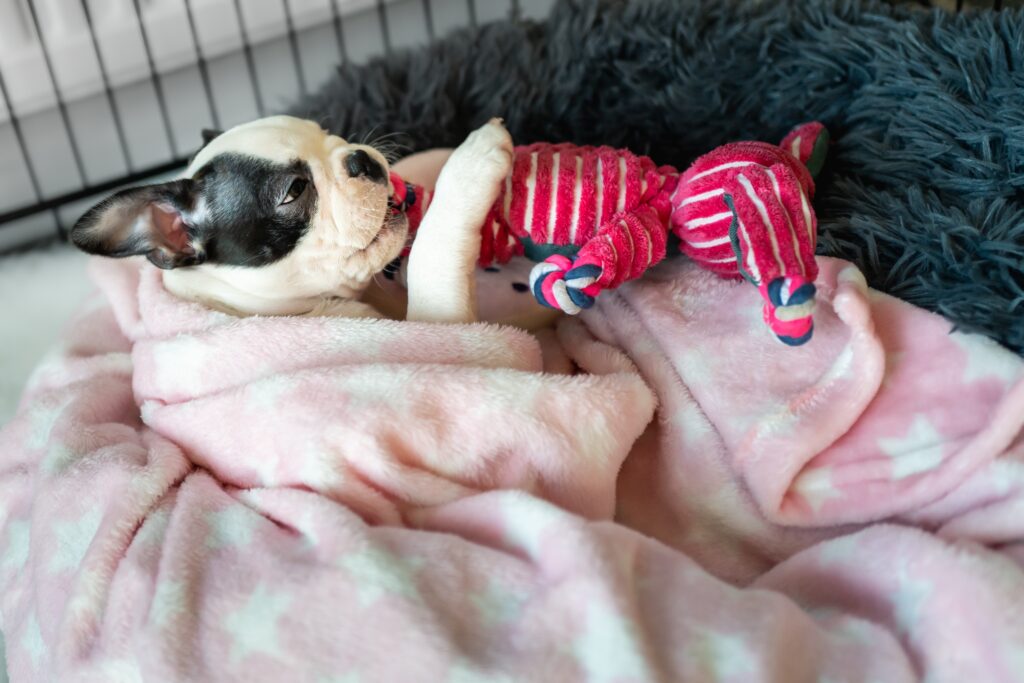 Leaving toys in 2025 crate with puppy