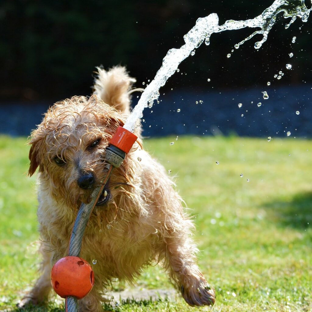 dog playing with water - What Games Are Best for Your Dog?
