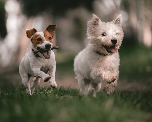 are collies high energy