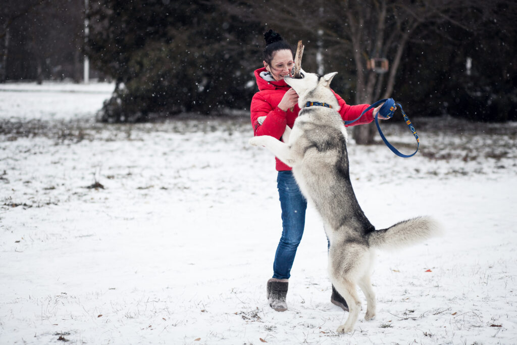 Siberian Husky High-Energy Dog Breeds