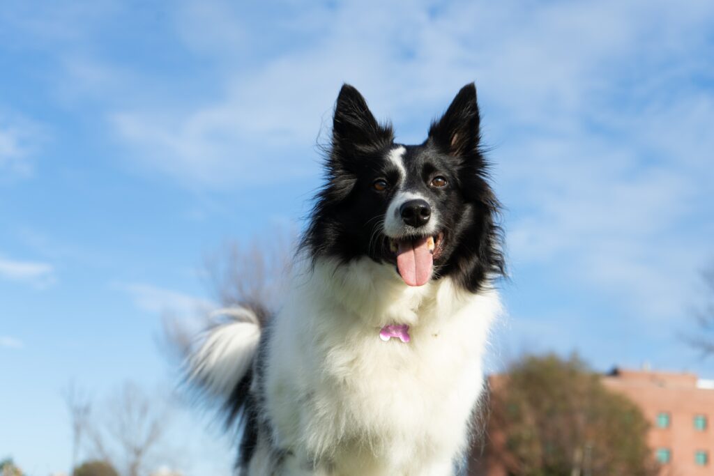 Border collies: High-energy, smart dogs that need lots of exercise