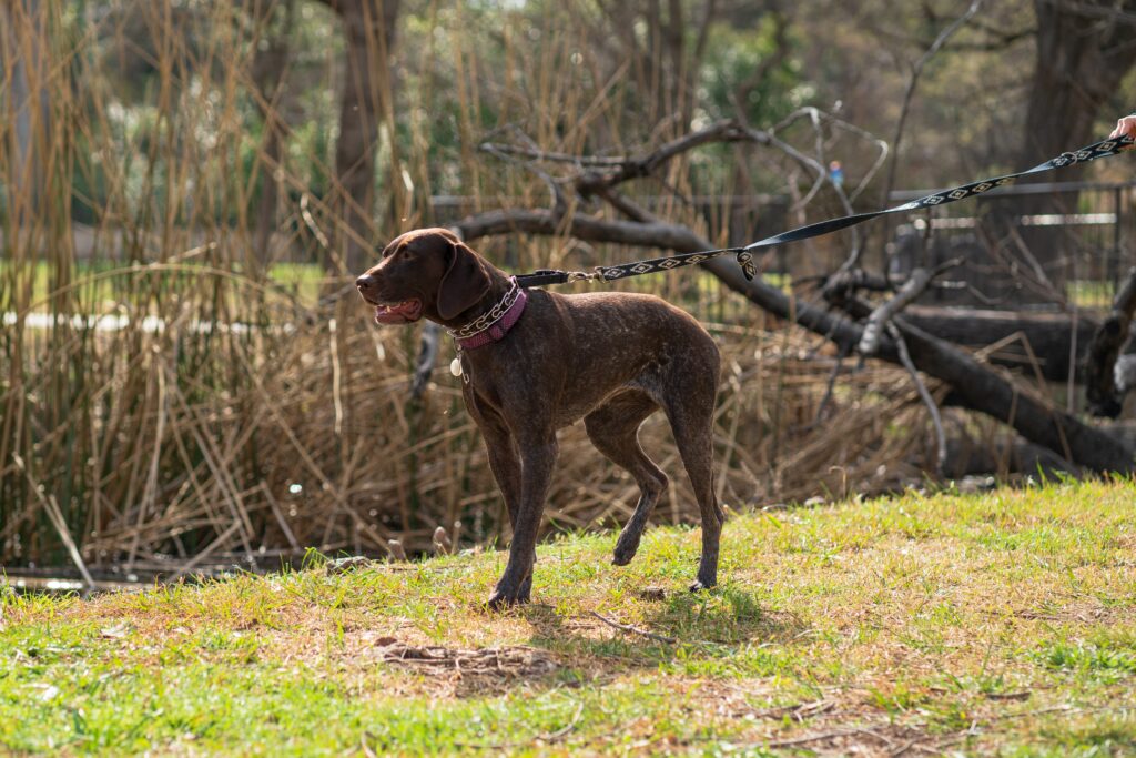 German Shorthaired Pointer High-Energy Dog Breeds