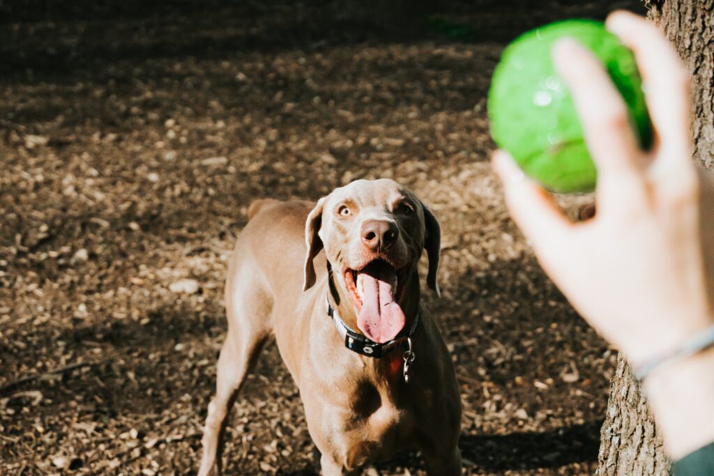 Weimaraner High-Energy Dog Breeds