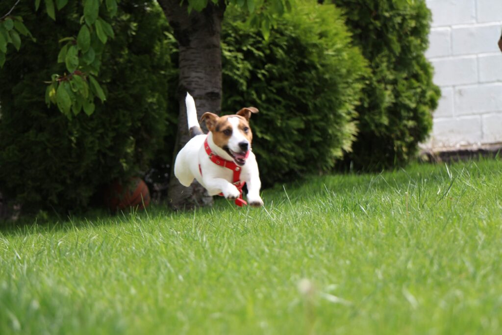 Jack Russel High-Energy Dog Breeds