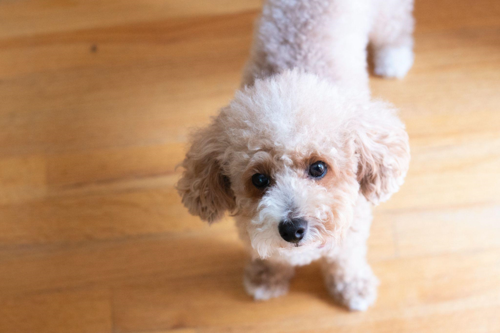 Toy poodle 2024 of dog