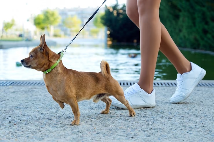 Things People Do That Dogs Don’t Like - not sniffing