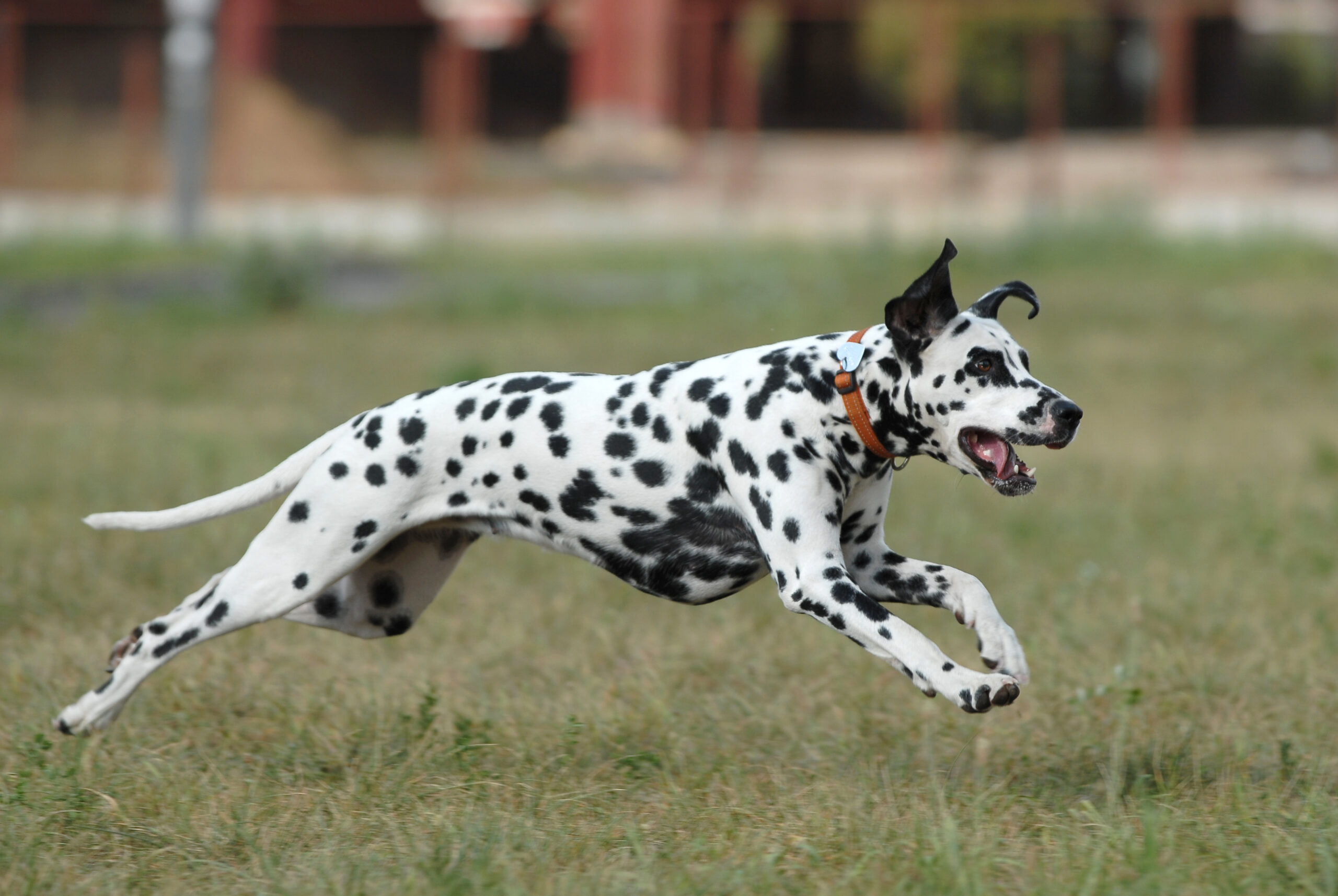 10 Popular High-Energy Dog Breeds - The Savvy Sitter