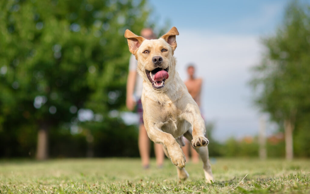 Highest energy 2024 dog breeds