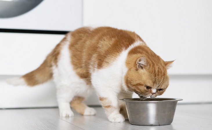 Raw diet for cats