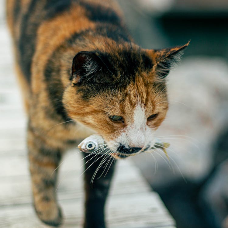 Raw diet for cats - fish