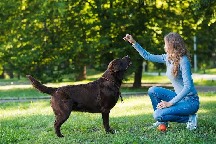 dog eating poop - training