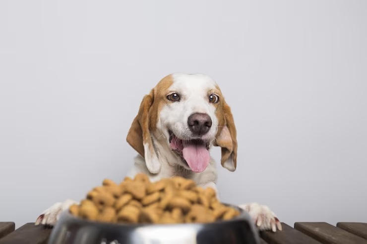 dog eating poop - nutrition