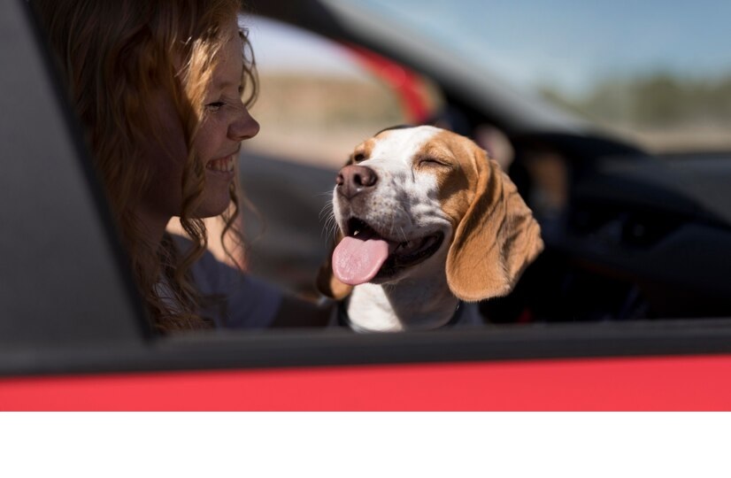 Dog in car - pet-friendly vehicle detailing