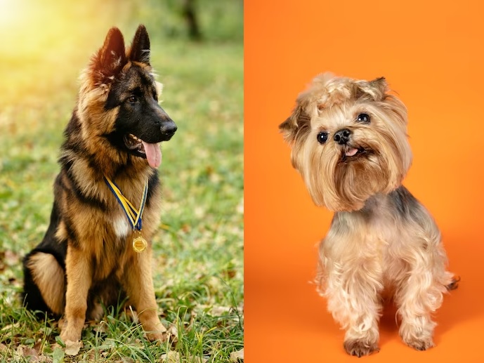 Canine Nutrition: different types of dogs