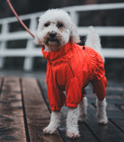 Walking your dog at night: dress appropriately