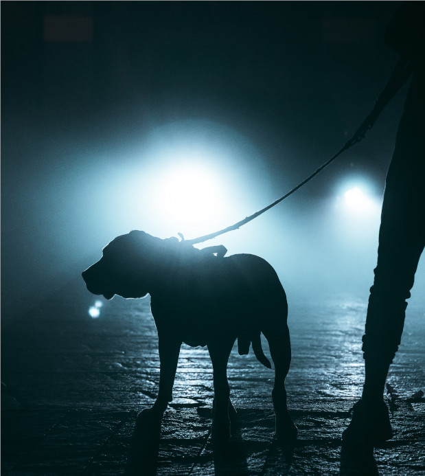 Walking your dog at night 