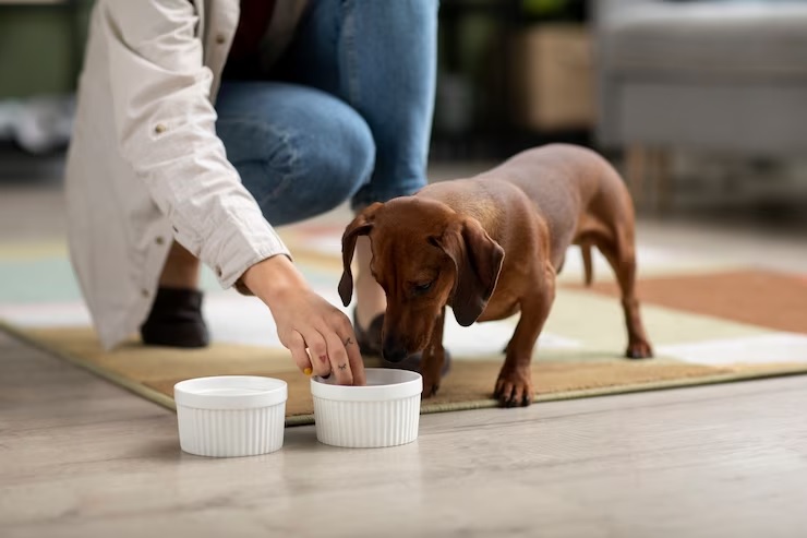 Probiotics for Pets - dog