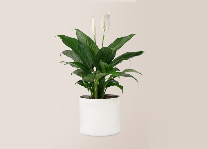 Dangerous House Plants for Pets - Peace lily