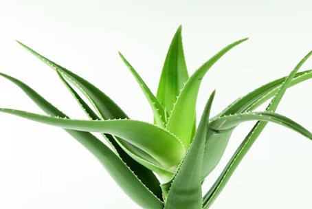 Dangerous House Plants for Pets: aloe vera