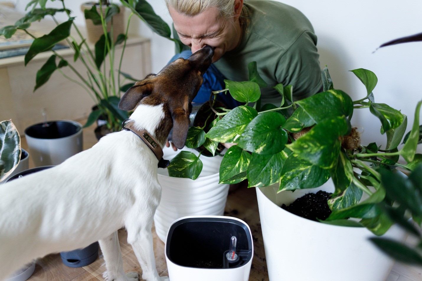 Dog ate pothos store plant