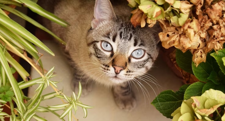 Dangerous House Plants for Pets - cat in garden